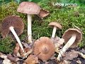 Marasmiellus peronatus-amf477-1